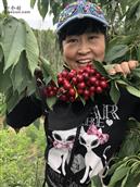 七里庄村 主要农产品是一千多亩大樱桃