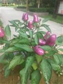 河南省,新乡市,获嘉县,徐营镇,铁官滩村