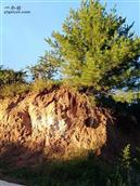 甘肃省,陇南市,成县,沙坝镇,桦树村