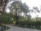 双头村 广胜寺镇双头村西南，有一颗千年古树__皂角树，每年枝繁叶茂，郁郁葱葱，是村民夏季乘凉的好地方。