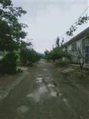 张疃村 绿化的街道