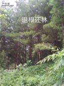 广西,百色市,那坡县,德隆乡,平达村