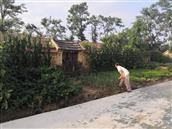 山东省,青岛市,莱西市,马连庄镇,岚桑村