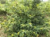 山东省,威海市,文登区,高村镇,莲花城村