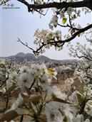 山西省,忻州市,原平市,东社镇,沟里村