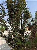 山东省,泰安市,东平县,银山镇,西汪村