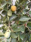 山东省,泰安市,东平县,银山镇,西汪村