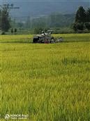 大同司村 春华秋实，今年又是一个丰收年，农户在稻田收割稻谷。一一一大同司村。