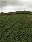 山东省,威海市,文登区,高村镇,莲花城村