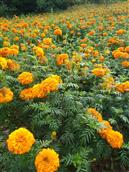 甘肃省,陇南市,成县,沙坝镇,桦树村