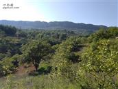 甘肃省,陇南市,成县,沙坝镇,桦树村