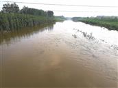 河岔口村 连日的雨水，漕浊河又活了，滔滔河水奔腾南下……
