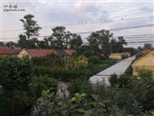 山东省,青岛市,莱西市,马连庄镇,岚桑村