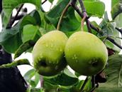 北京市,通州区,台湖镇,水南村