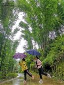 乌木兰村 雨季竹林