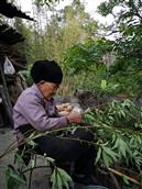 乌木兰村 90岁奶奶摘摘山胡椒