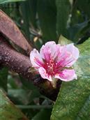 后麻地村 9月份发现桃花开一朵。