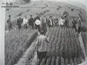 城内村 城内村1975年推广墨西哥小麦现场