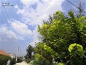 山东省,青岛市,莱西市,马连庄镇,岚桑村