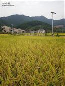 界田村 农民希望在田园。