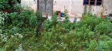 团山村 这一张照片是杨家胜家的危房的屋门口，第1张和第2张照片都是没有砍草之前拍的，现在屋门口的草全部被我们俩砍了。