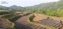 龙门村 正本源中药材种植有限公司在龙门村黄蜀葵种植园开始耕地播种