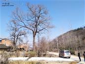 湖北省,随州市,随县,柳林镇,古城畈社区