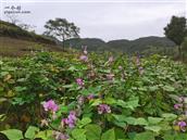 四川省,广安市,邻水县,长安乡,大堰村