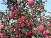 韩家村 韩家村满山遍野的红富士苹果挂满枝头，这里土质肥沃，特别适合苹果生长，而且口感清脆、甘甜，吃一口忘不掉！