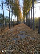 北杨家桥村 这里是杨家桥路，深秋的落叶洒满小路，走在上面沙沙作响，像融入了大自然。