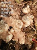 山东省,济南市,商河县,殷巷镇,小屯村