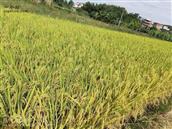 广东省,梅州市,五华县,龙村镇,三湖村