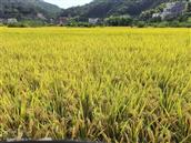 广东省,梅州市,五华县,龙村镇,三湖村