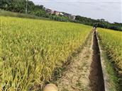 广东省,梅州市,五华县,龙村镇,三湖村