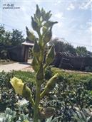 葫芦头村 爸妈种的秋葵👍 👍 👍 