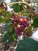 甘肃省,白银市,靖远县,大芦乡,小芦村