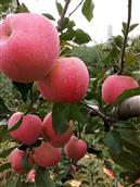 山东省,临沂市,沂水县,龙家圈镇,下肖家沟村