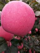 山东省,临沂市,沂水县,龙家圈镇,下肖家沟村