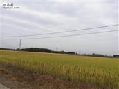 冯庄村 水稻丰收在望。