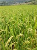 广西,贵港市,桂平市,西山镇,上垌村