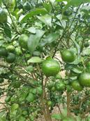 广西,贵港市,桂平市,西山镇,上垌村