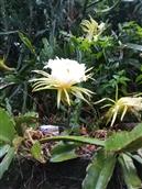 广西,贵港市,桂平市,西山镇,上垌村