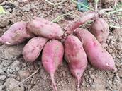 紫陵村 红薯喜获丰收！