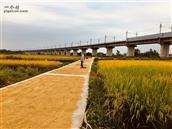 广东省,阳江市,江城区,城西街道,阮西村