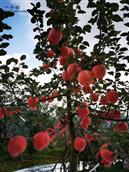 磨湾村 磨湾村的高山苹果
