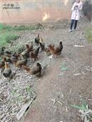索厂村 竹林鸡   在幽静的竹海林里  成长起来