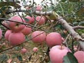 山东省,临沂市,沂水县,龙家圈镇,下肖家沟村