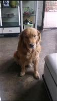观坡街 大家好，我家金毛犬于昨日在观坡街走失，名叫安妮，母狗，希望有消息者联系13546566022，必有重谢。