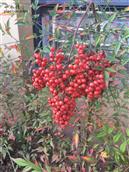 群英村 秋冬季节两个月不掉落的红山果