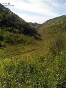 甘肃省,陇南市,成县,沙坝镇,桦树村